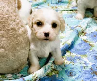 Cooper, a male Cavachon for sale in Baileyville, KS – 3 of 3