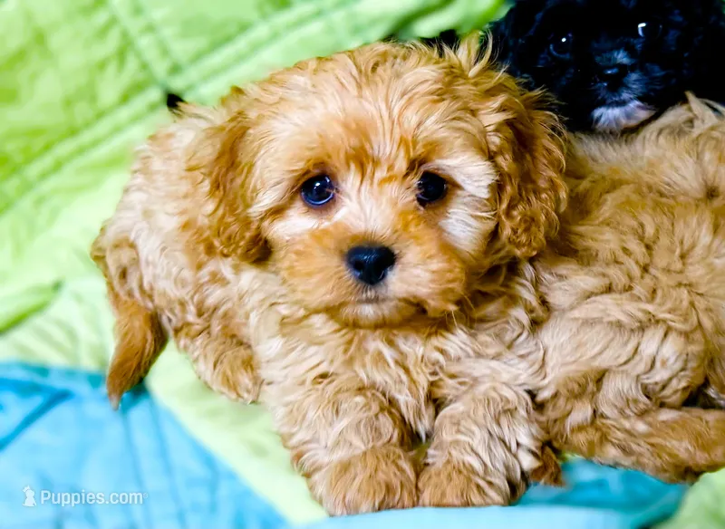 Lucas – Cavapoo puppy for sale in Baileyville, KS