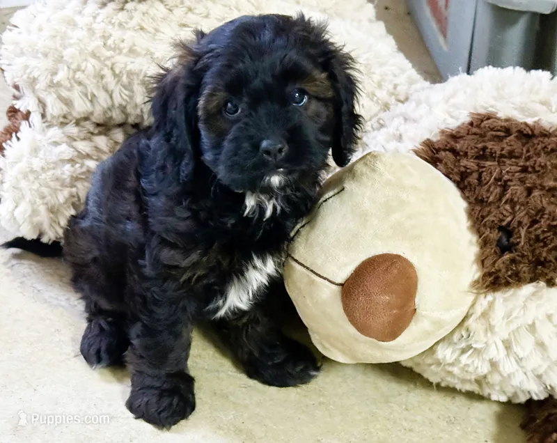 Max – Cavapoo puppy for sale in Baileyville, KS