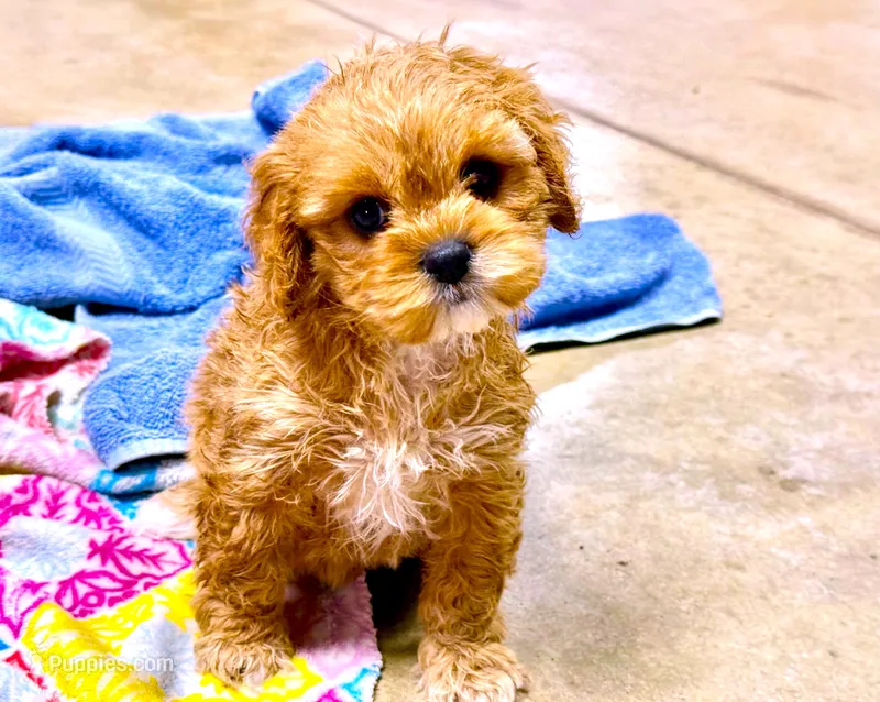 Lenna – Cavapoo puppy for sale in Baileyville, KS