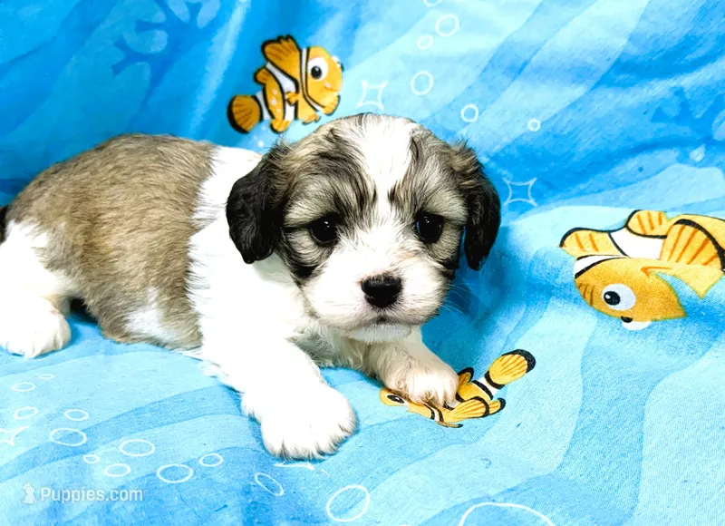 Macy – Cavachon puppy for sale in Baileyville, KS