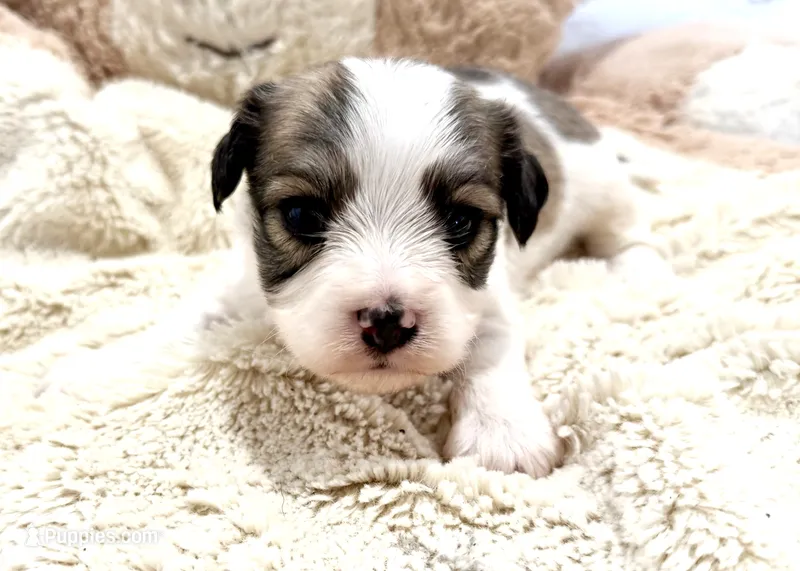 Max – Cavachon puppy for sale in Baileyville, KS