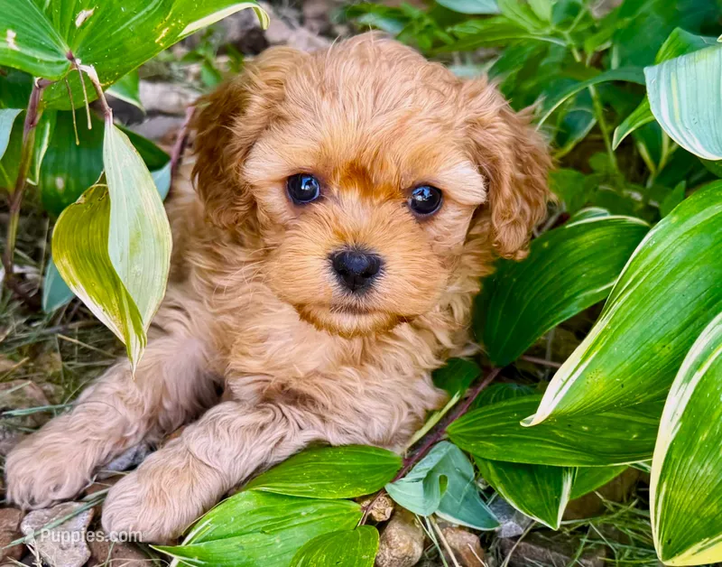 Duke – Cavapoo puppy for sale in Baileyville, KS