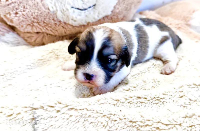 Tye – Cavachon puppy for sale in Baileyville, KS