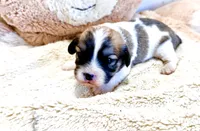 Tye, a male Cavachon for sale in Baileyville, KS – 1 of 1