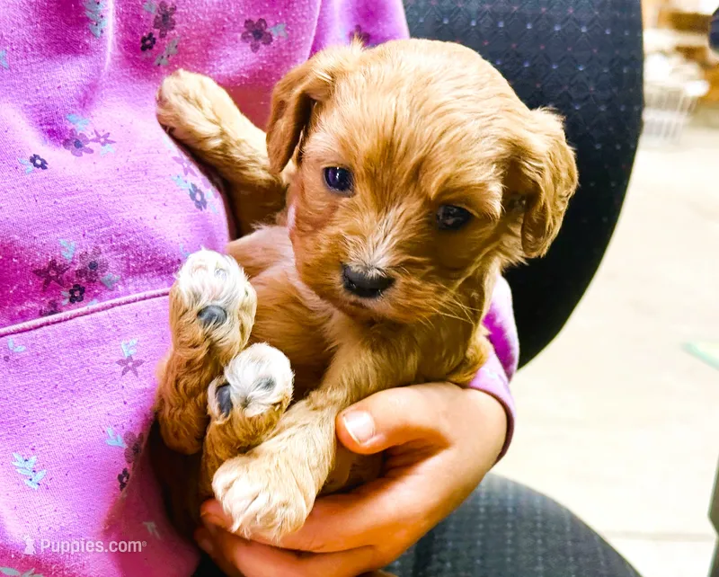 Lucy – Cavapoo puppy for sale in Baileyville, KS