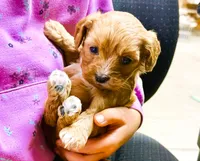 Lucy, a female Cavapoo for sale in Baileyville, KS – 1 of 4