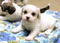 Lacey, a female Cavachon for sale in Baileyville, KS – 4 of 4