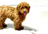 Grace, a female Miniature Labradoodle for sale in Baileyville, KS – 1 of 5