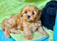 Lucas, a male Cavapoo for sale in Baileyville, KS – 6 of 8