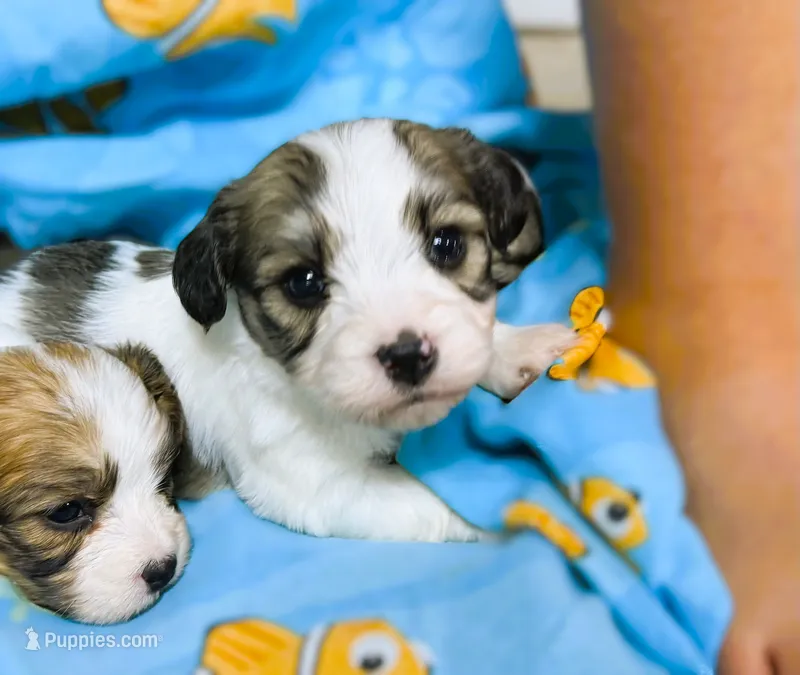 Max – Cavachon puppy for sale in Baileyville, KS