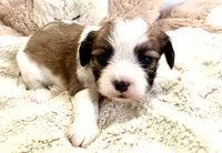 Lexi, a female Cavachon for sale in Baileyville, KS – 2 of 2