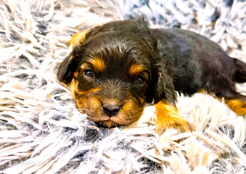 Reid – Cavachon puppy for sale in Baileyville, KS