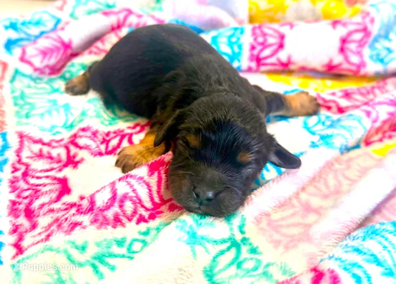 Reid – Cavachon puppy for sale in Baileyville, KS