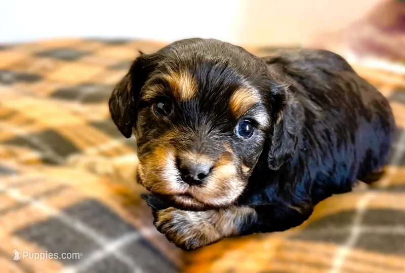 Reid – Cavachon puppy for sale in Baileyville, KS