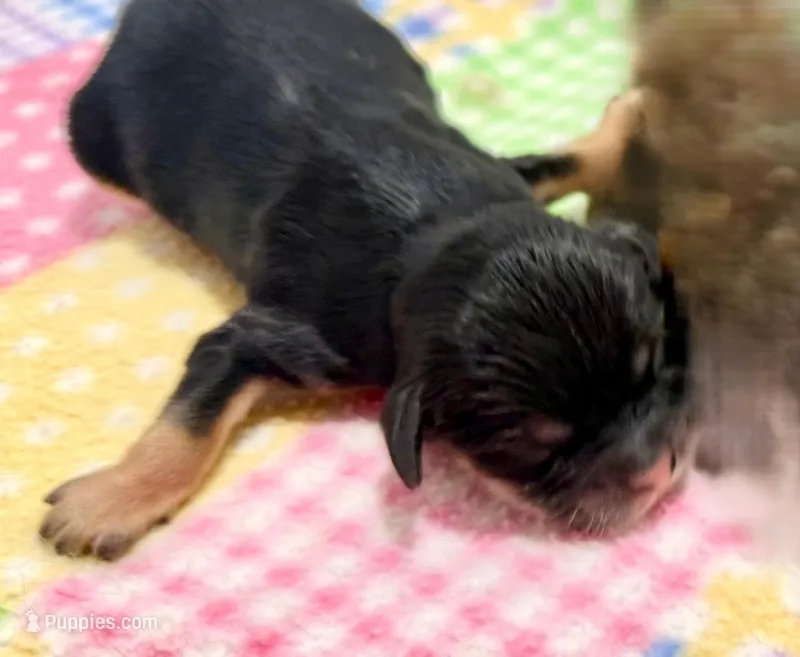 Reid – Cavachon puppy for sale in Baileyville, KS