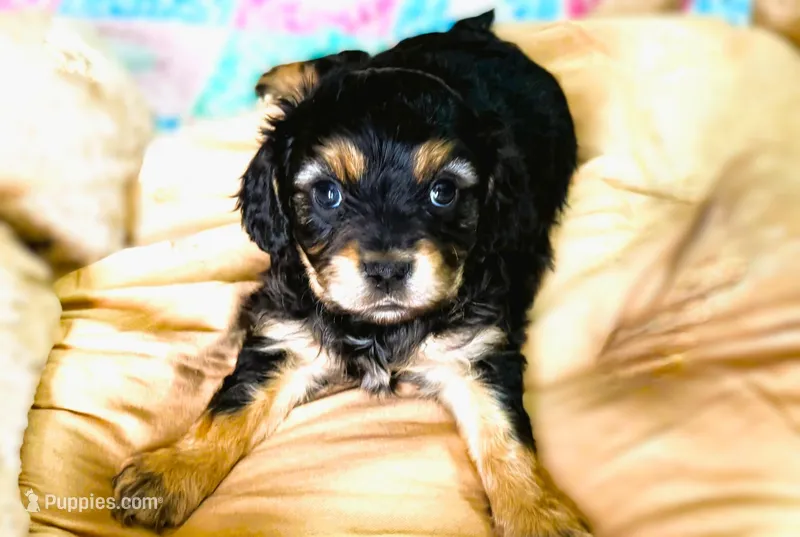Reid – Cavachon puppy for sale in Baileyville, KS