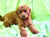 Grace, a female Miniature Labradoodle for sale in Baileyville, KS – 5 of 5