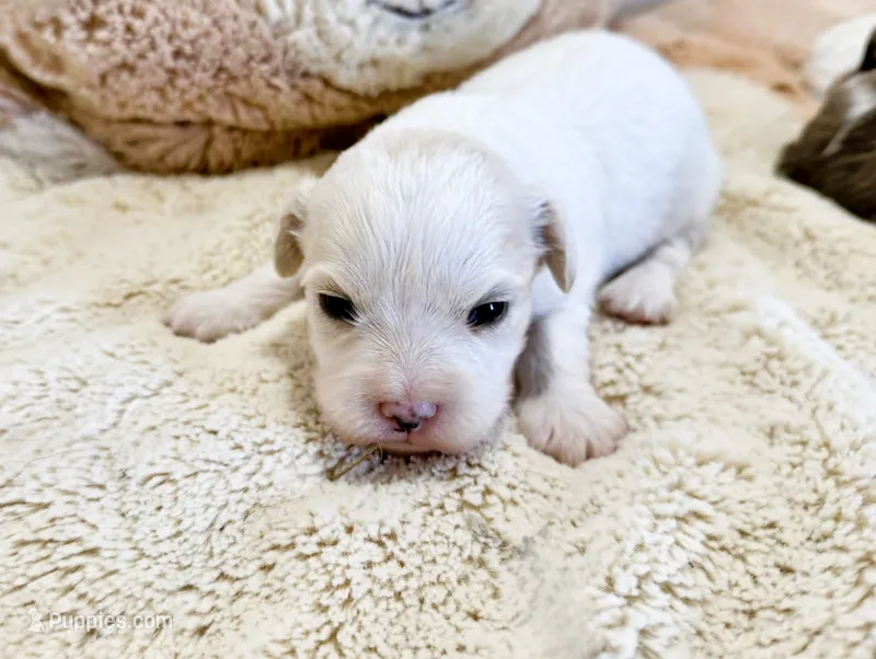 Lacy – Cavachon puppy for sale in Baileyville, KS