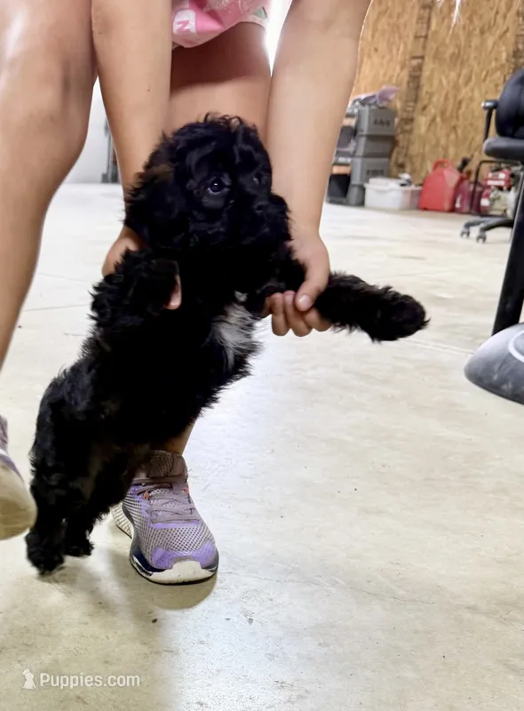Beauty – Cavapoo puppy for sale in Baileyville, KS