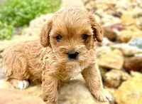 Lenna, a female Cavapoo for sale in Baileyville, KS – Photo 2 of 2