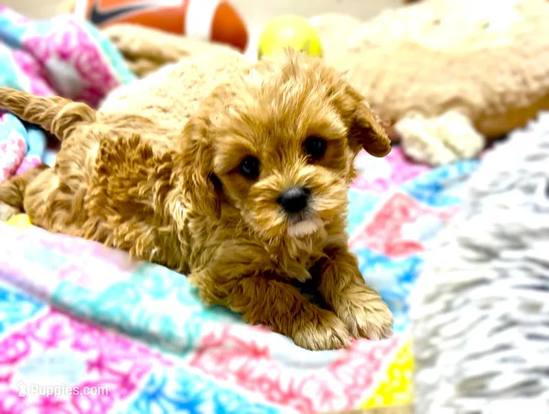 Lenna – Cavapoo puppy for sale in Baileyville, KS