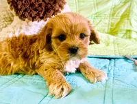 Lenna, a female Cavapoo for sale in Baileyville, KS – Photo 1 of 2