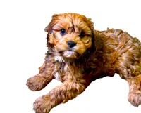 Broady, a male Cavachon for sale in Baileyville, KS – 5 of 6