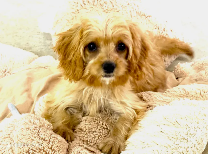 Tobie – Cavapoo puppy for sale in Baileyville, KS