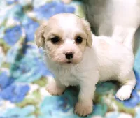 Cooper, a male Cavachon for sale in Baileyville, KS – 2 of 3