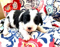 Duke, a male Cavachon for sale in Baileyville, KS – 2 of 2