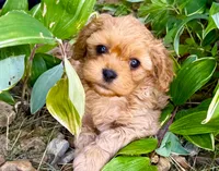Duke, a male Cavapoo for sale in Baileyville, KS – 3 of 3