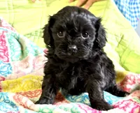 Misty, a female Cavapoo for sale in Baileyville, KS – 5 of 6