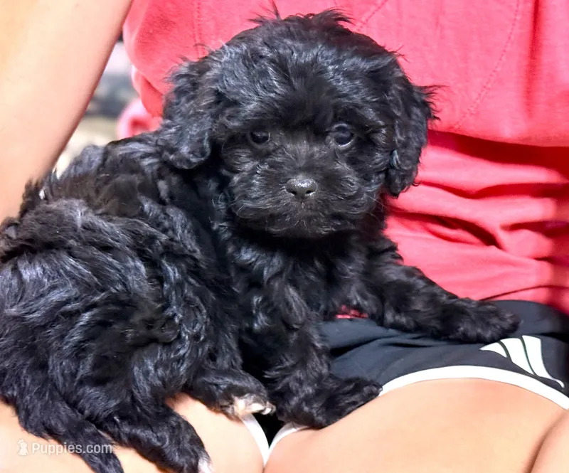 Misty – Cavapoo puppy for sale in Baileyville, KS