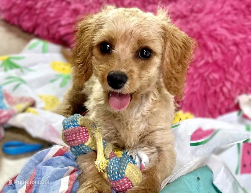 Tobie – Cavapoo puppy for sale in Baileyville, KS
