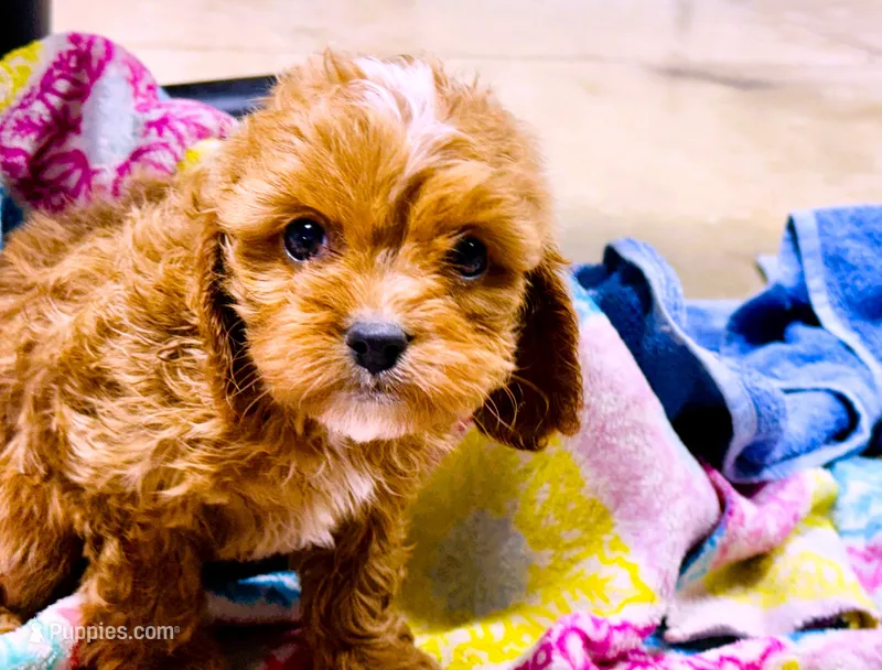 Blakely – Cavapoo puppy for sale in Baileyville, KS