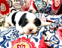 Sophie, a female Cavachon for sale in Baileyville, KS – 1 of 2
