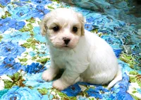 Lacey, a female Cavachon for sale in Baileyville, KS – 3 of 4