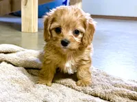 Ryder, a male Cavapoo for sale in Baileyville, KS – 4 of 7