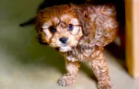 Broady, a male Cavachon for sale in Baileyville, KS – 2 of 6