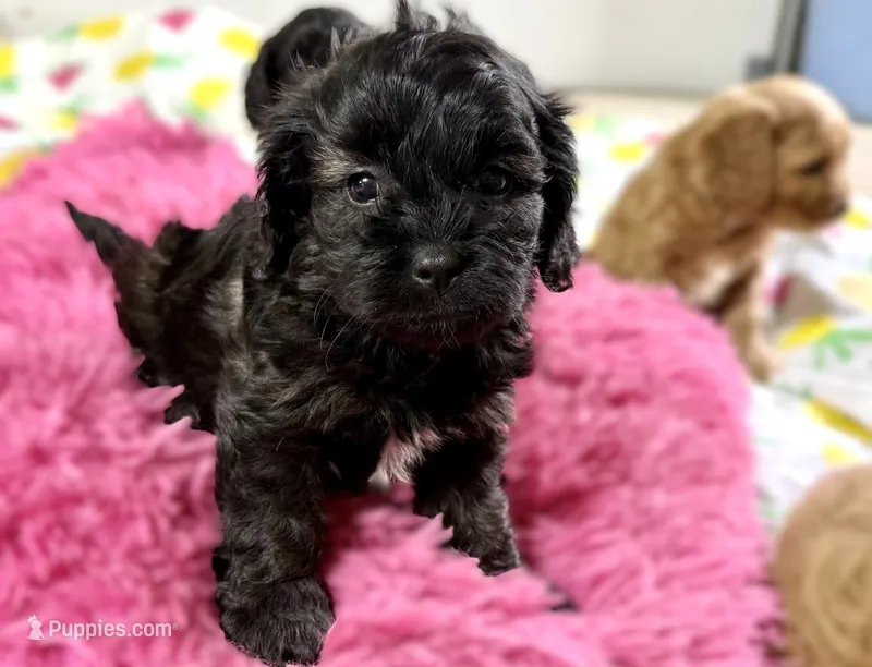 Beauty – Cavapoo puppy for sale in Baileyville, KS