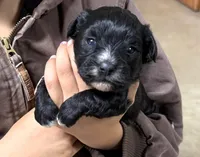 Lena, a female Shihpoo for sale in Baileyville, KS – 4 of 4