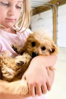 Tobie, a male Cavapoo for sale in Baileyville, KS – 3 of 4