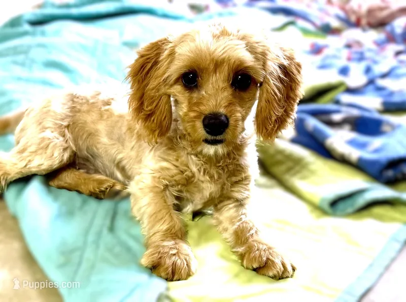 Tobie – Cavapoo puppy for sale in Baileyville, KS