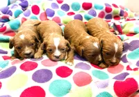 Blakely, a female Cavapoo for sale in Baileyville, KS – Photo 2 of 2