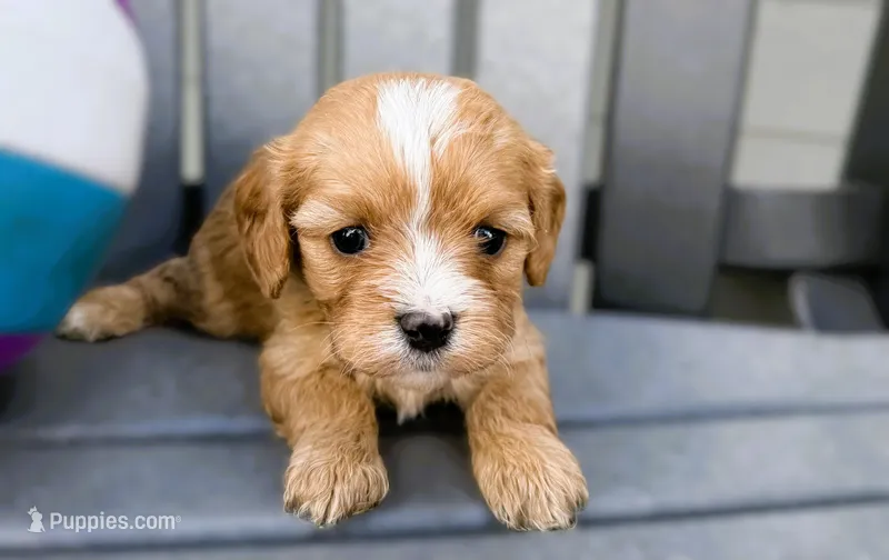 Blakely – Cavapoo puppy for sale in Baileyville, KS