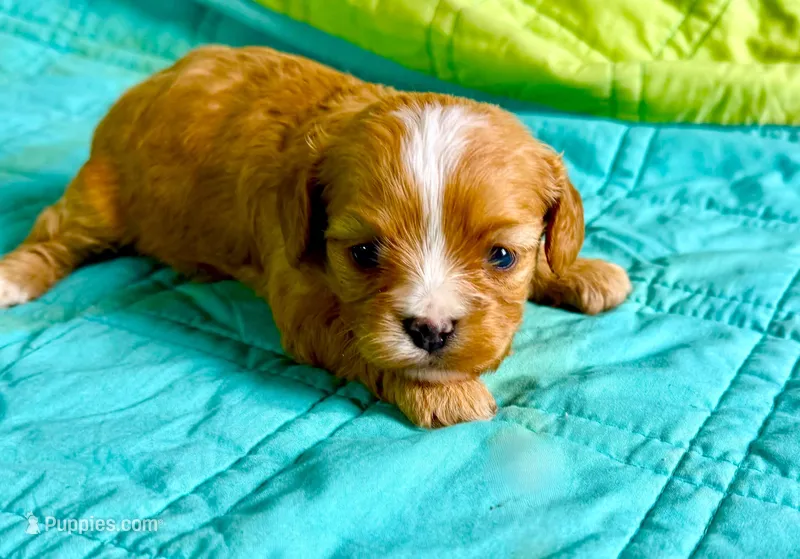 Blakely – Cavapoo puppy for sale in Baileyville, KS