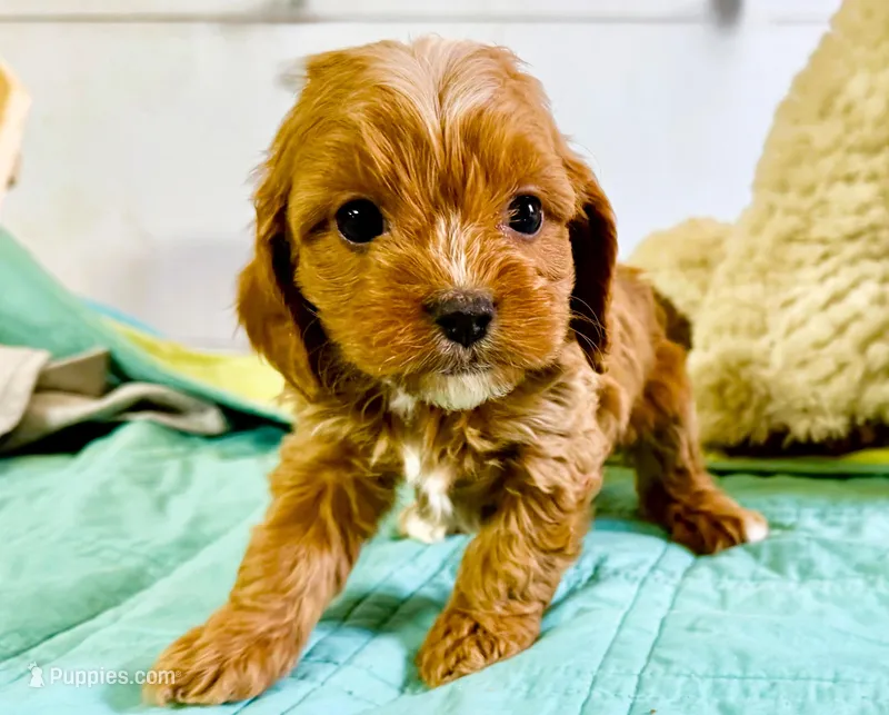 Blakely – Cavapoo puppy for sale in Baileyville, KS