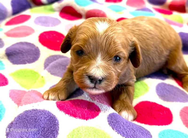 Blakely, a female Cavapoo for sale in Baileyville, KS – Photo 1 of 2