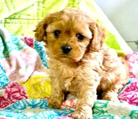 Lucas, a male Cavapoo for sale in Baileyville, KS – 3 of 4